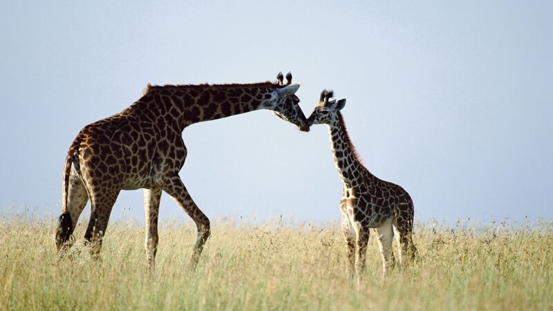 Giraffe Mother and Calf — Brown, Serene