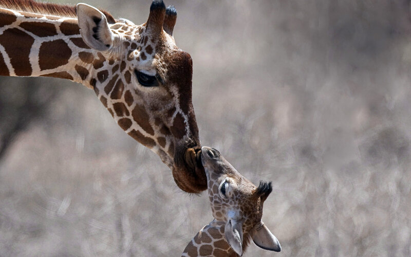 Giraffe Mother and Calf — Brown, Tender, Afternoon