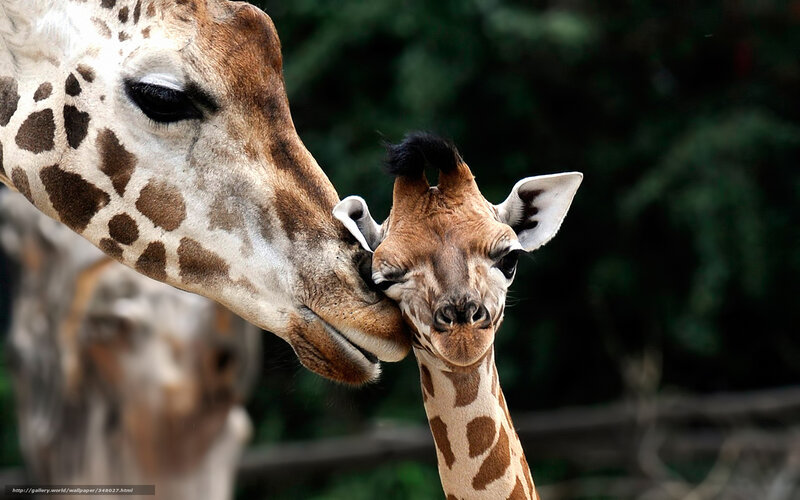 Giraffe Mother and Calf — Brown, Tender, Photograph, Giraffes