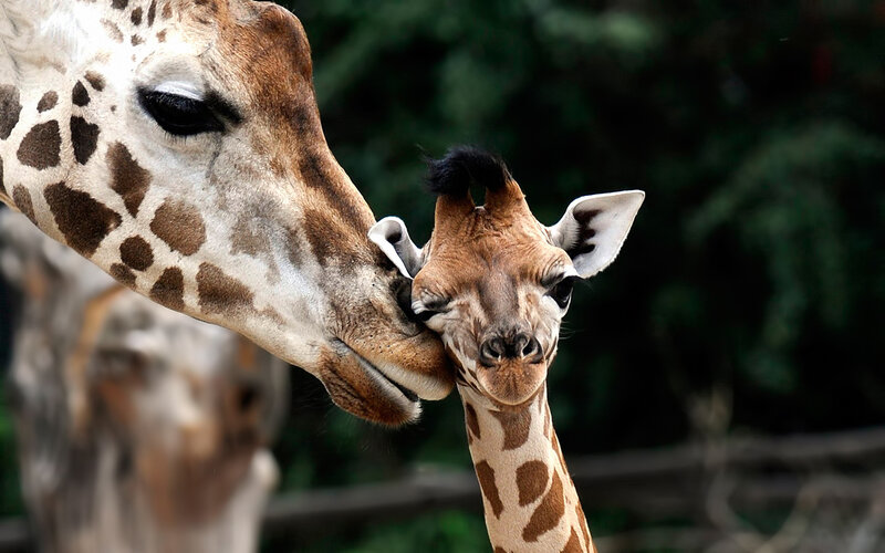 Giraffe Mother and Calf — Brown, Tender, Photograph