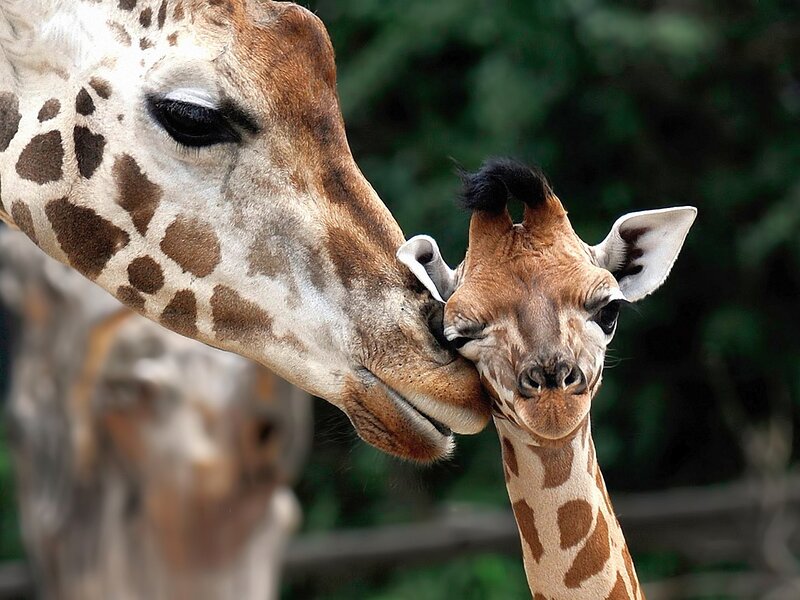 Giraffe Mother and Calf — Brown, Tender