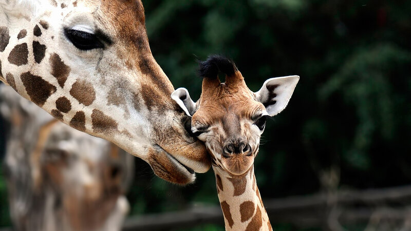 Giraffe Mother and Calf — Brown