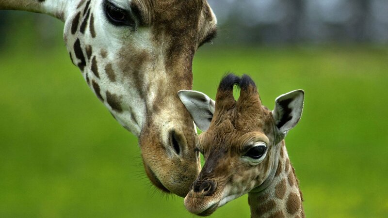 Giraffe Mother and Calf — Green, Calm, Afternoon
