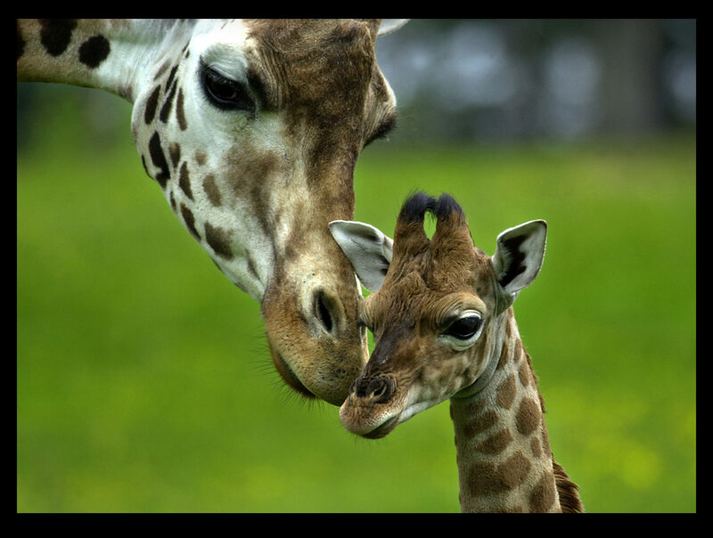 Giraffe Mother and Calf — Green, Calm