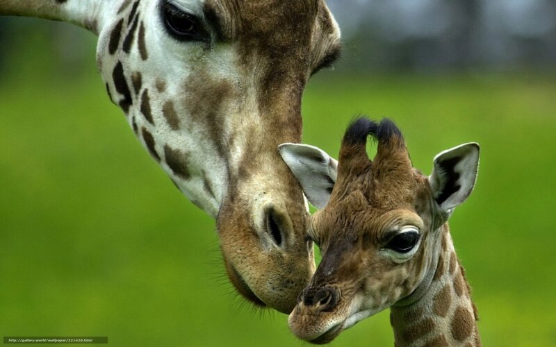 Giraffe Mother and Calf — Green, Serene