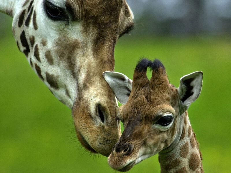 Giraffe Mother and Calf — Green