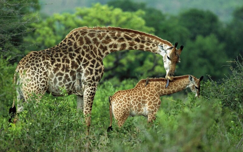 Giraffe mother and calf in savanna
