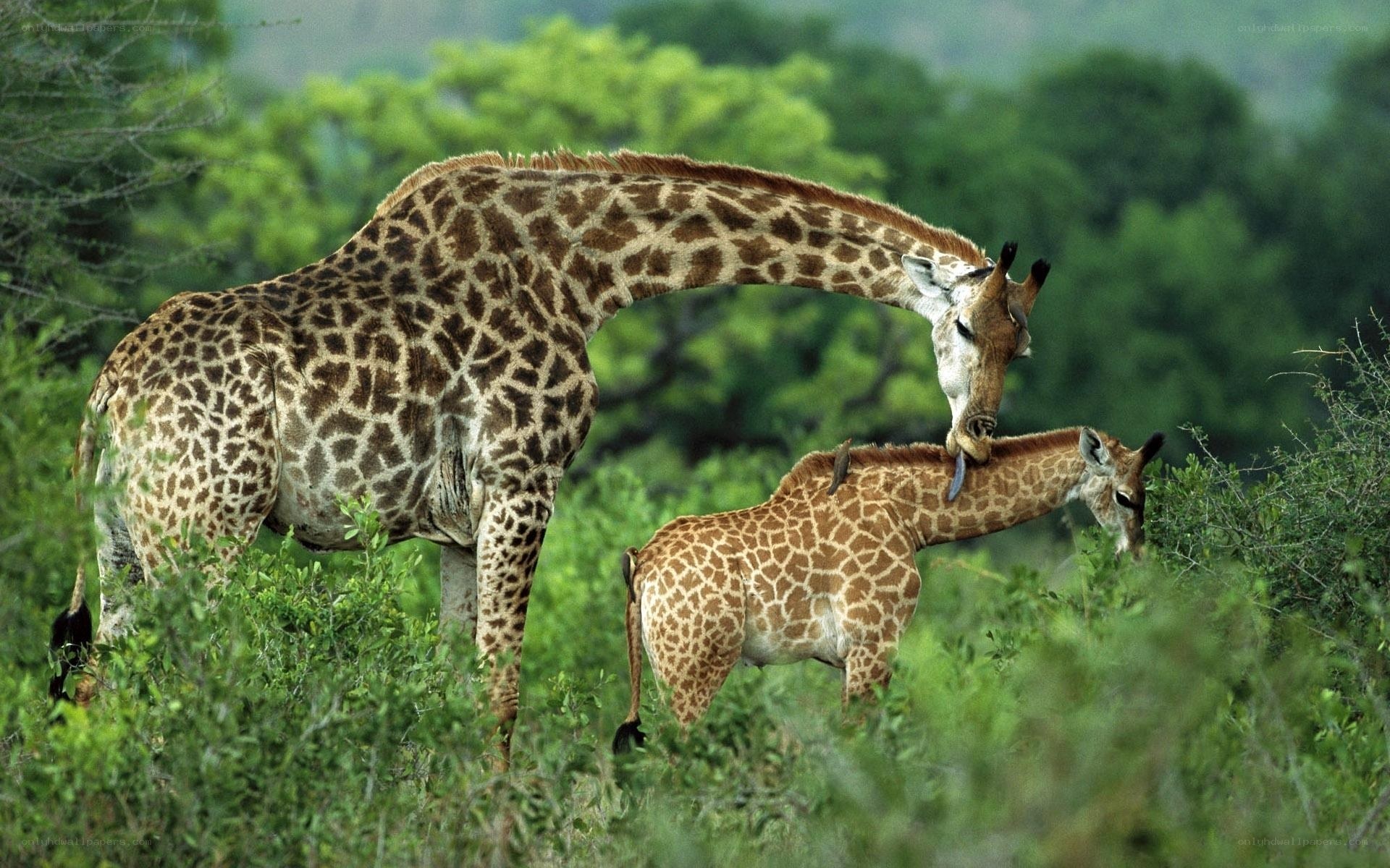 Giraffe mother and calf in savanna