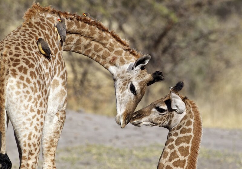 Giraffe mother and calf nuzzle