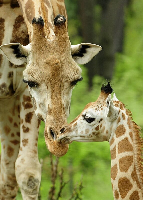Giraffe mother and calf nuzzle