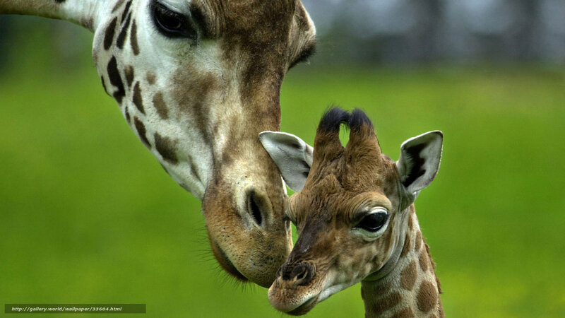 Giraffe mother and calf