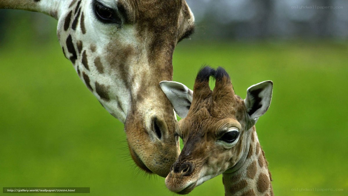 Giraffe mother and calf