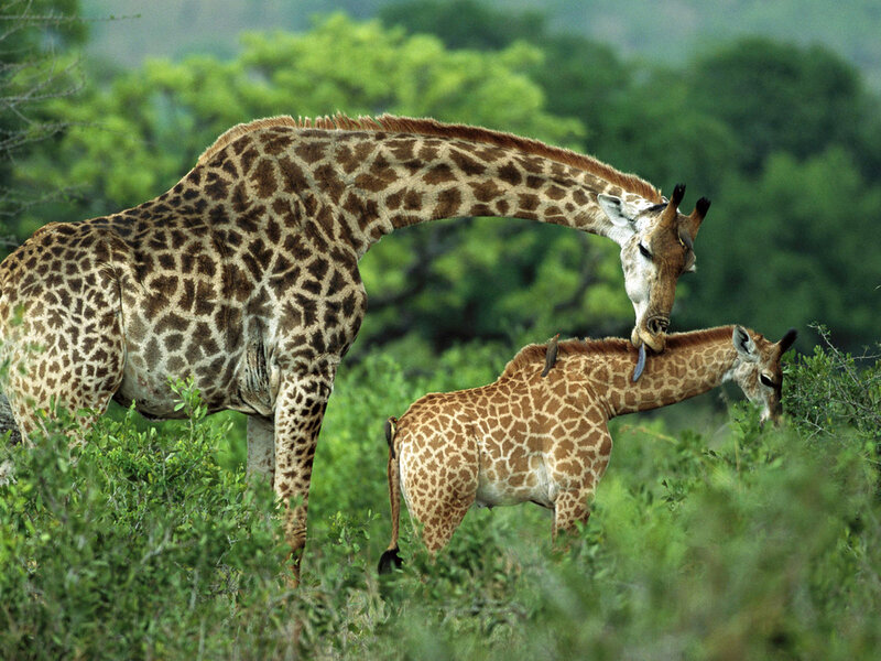 Giraffe Mother Grooming Calf