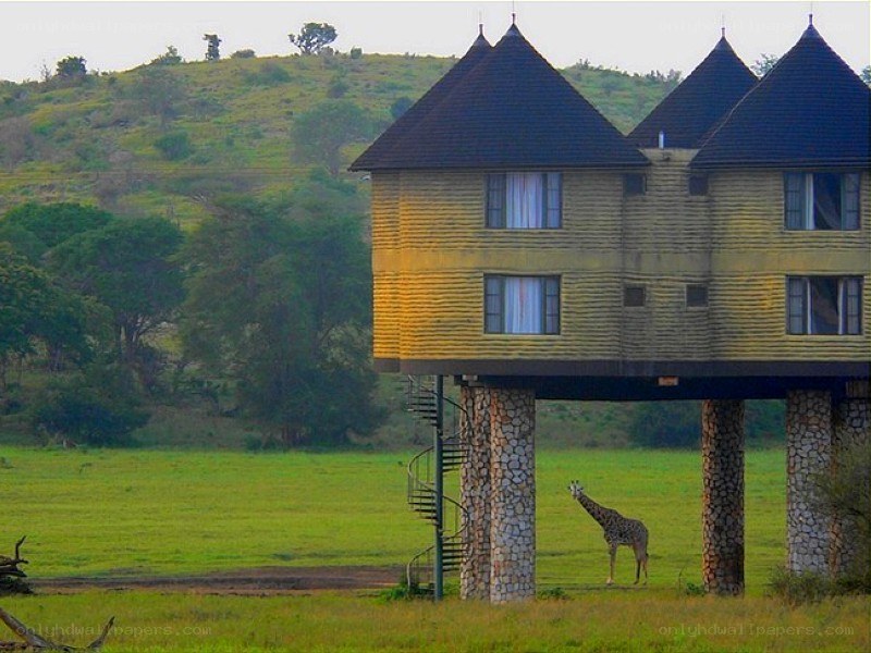 giraffe near treehouse lodge