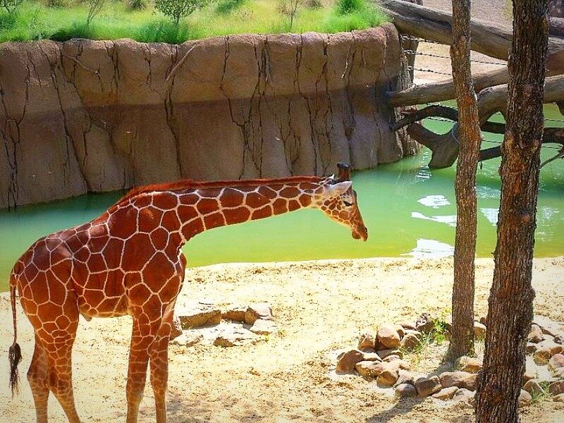 Giraffe Near Water