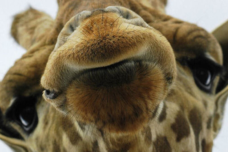 Giraffe Nose Close-up