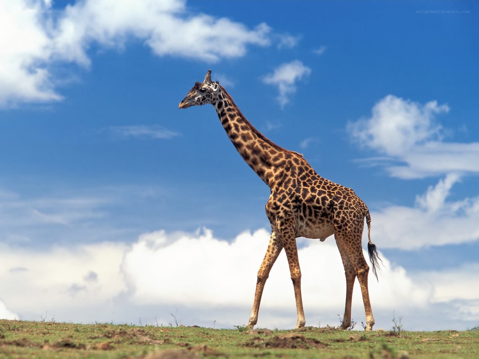 Giraffe on a grassy hill