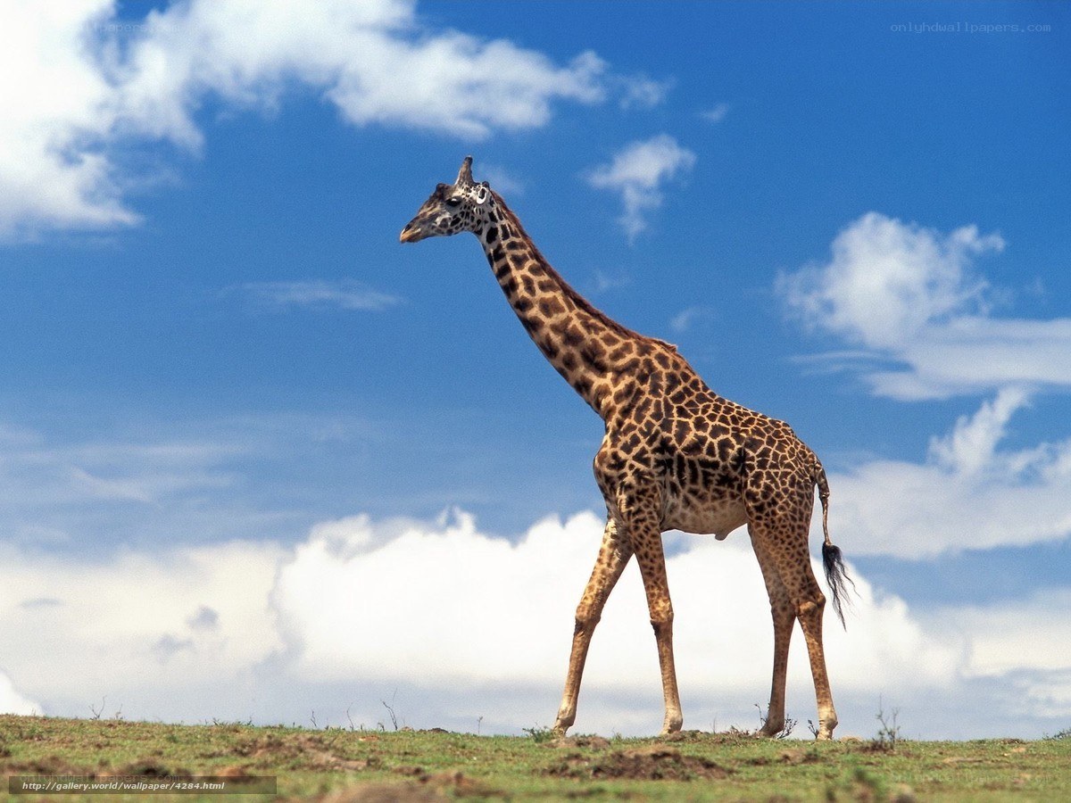 Giraffe on a grassy hill