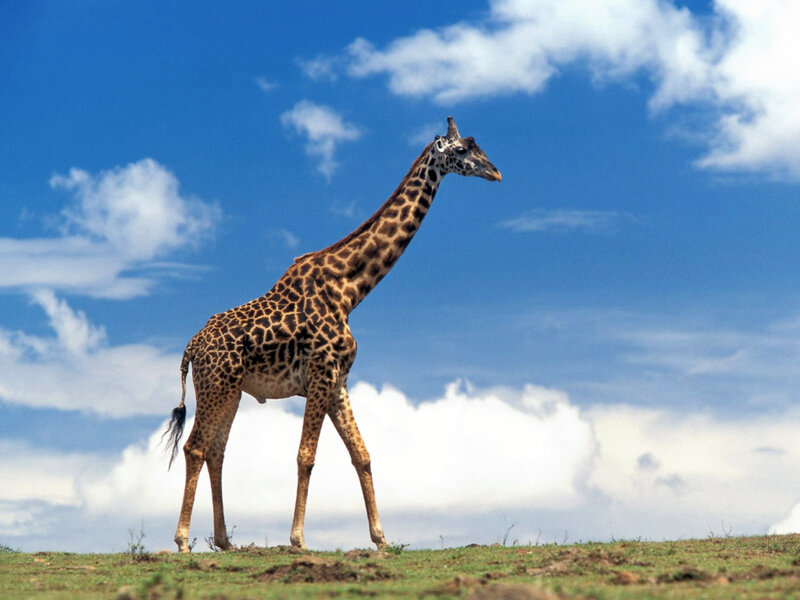 Giraffe on a grassy plain