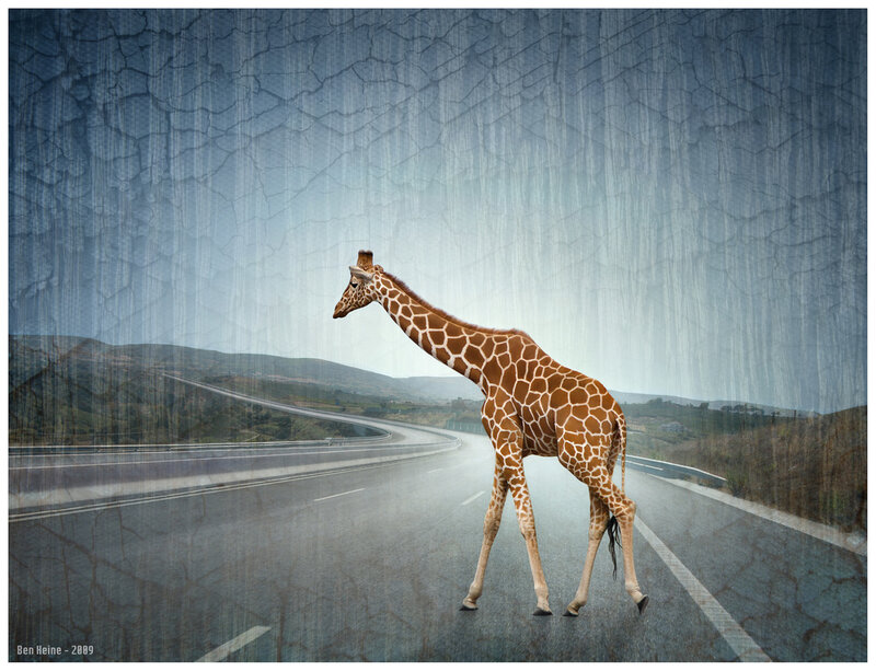 Giraffe on a highway