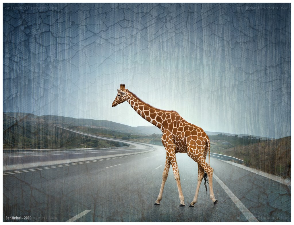 Giraffe on a highway