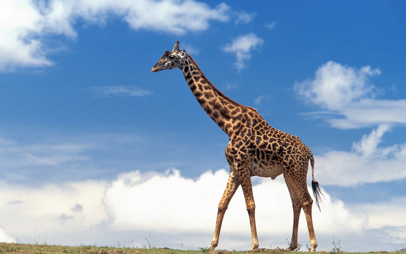 Giraffe on a hill