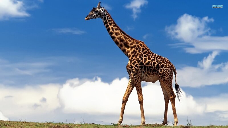 Giraffe on a hill