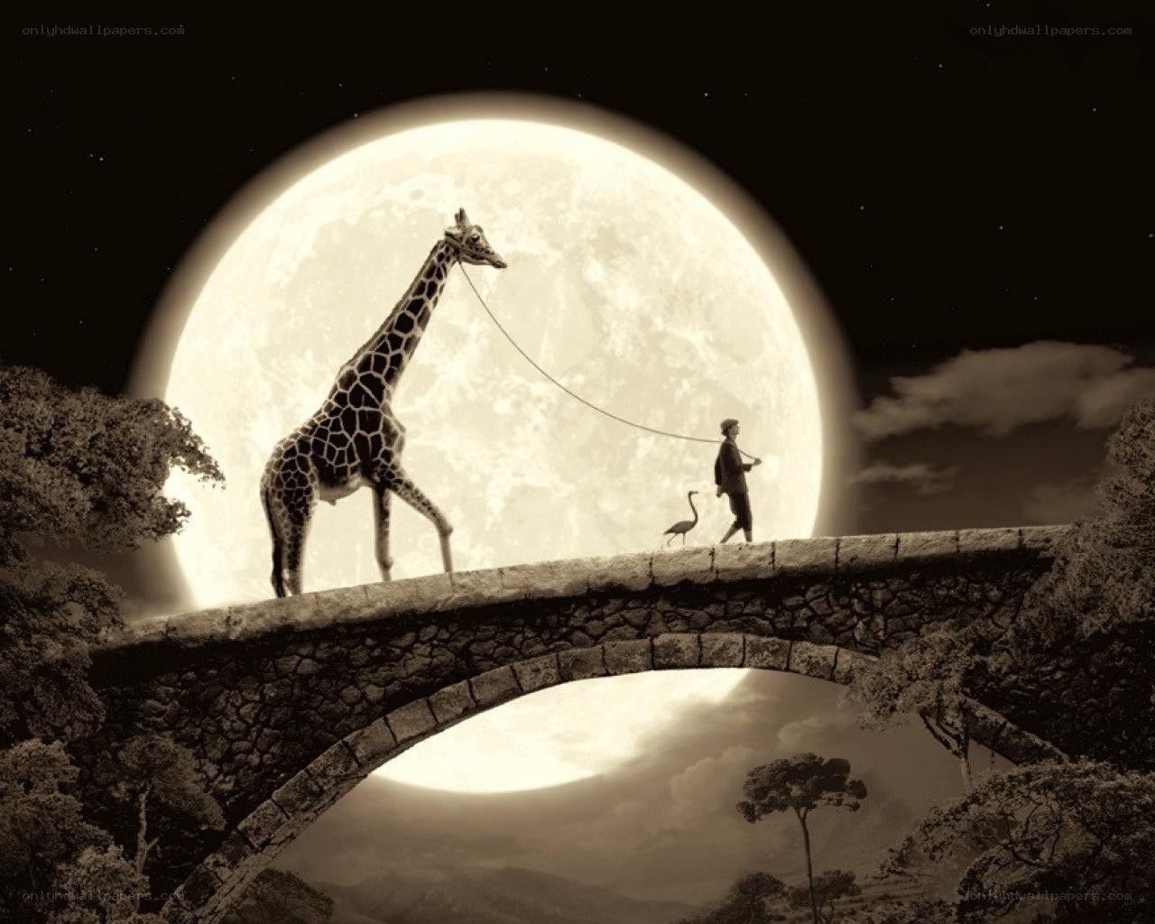 Giraffe on a moonlit bridge