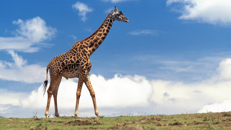 Giraffe on Grassy Hill — Blue