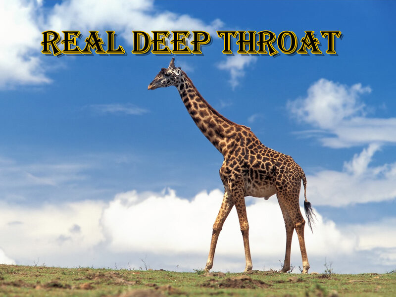 Giraffe on Grassy Hill