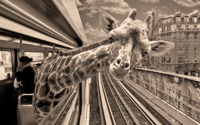 Giraffe on Train