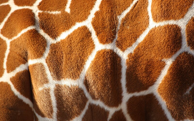 Giraffe Pattern Close-up — Brown