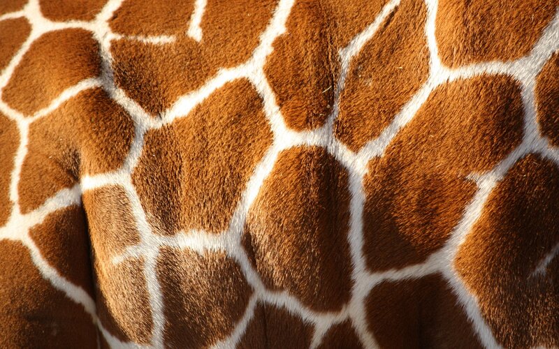 Giraffe Pattern Close-up