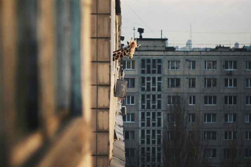 Giraffe Peeking from Building
