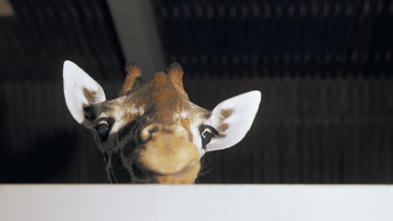 giraffe peeking over a barrier