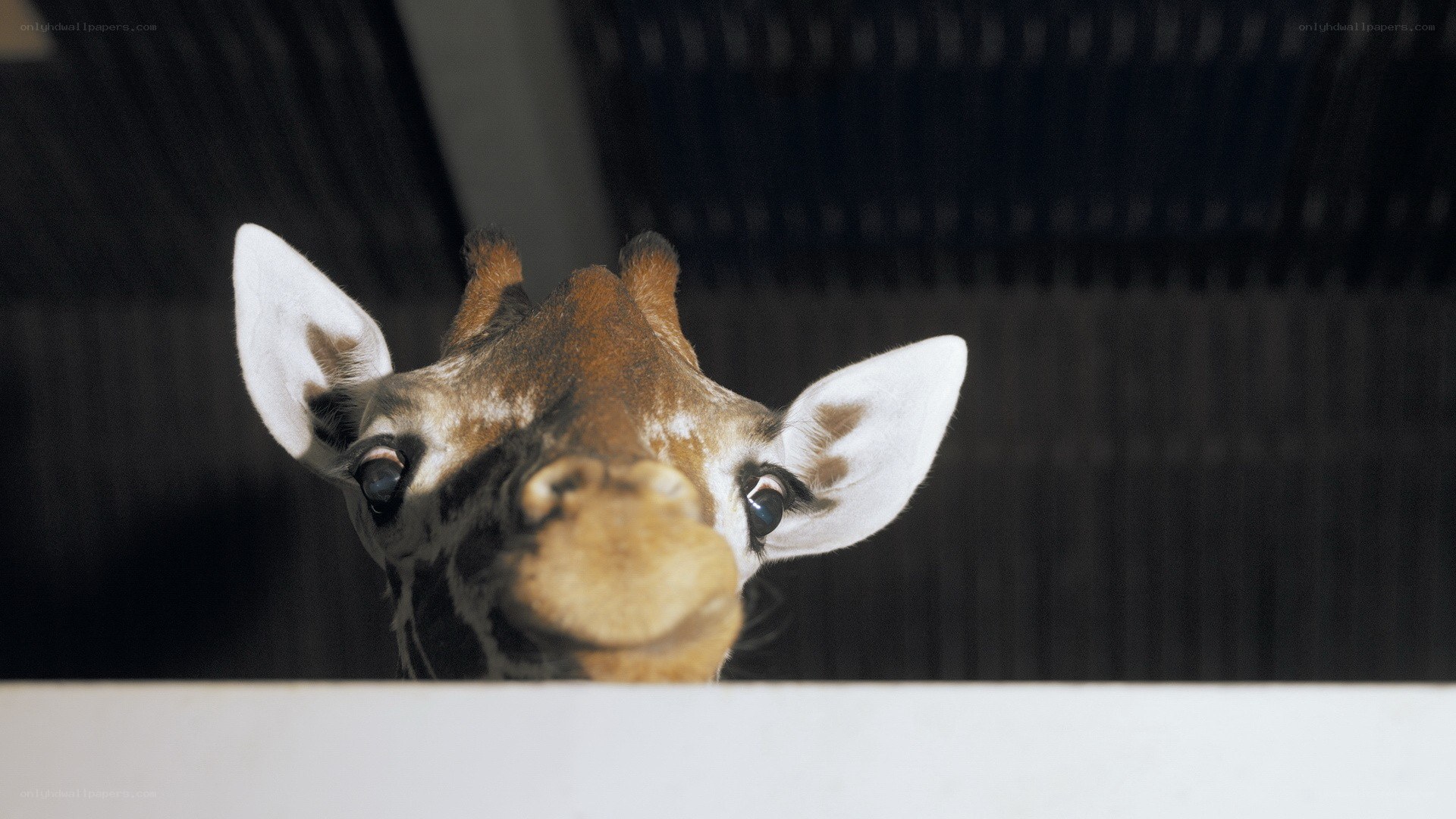 giraffe peeking over a barrier