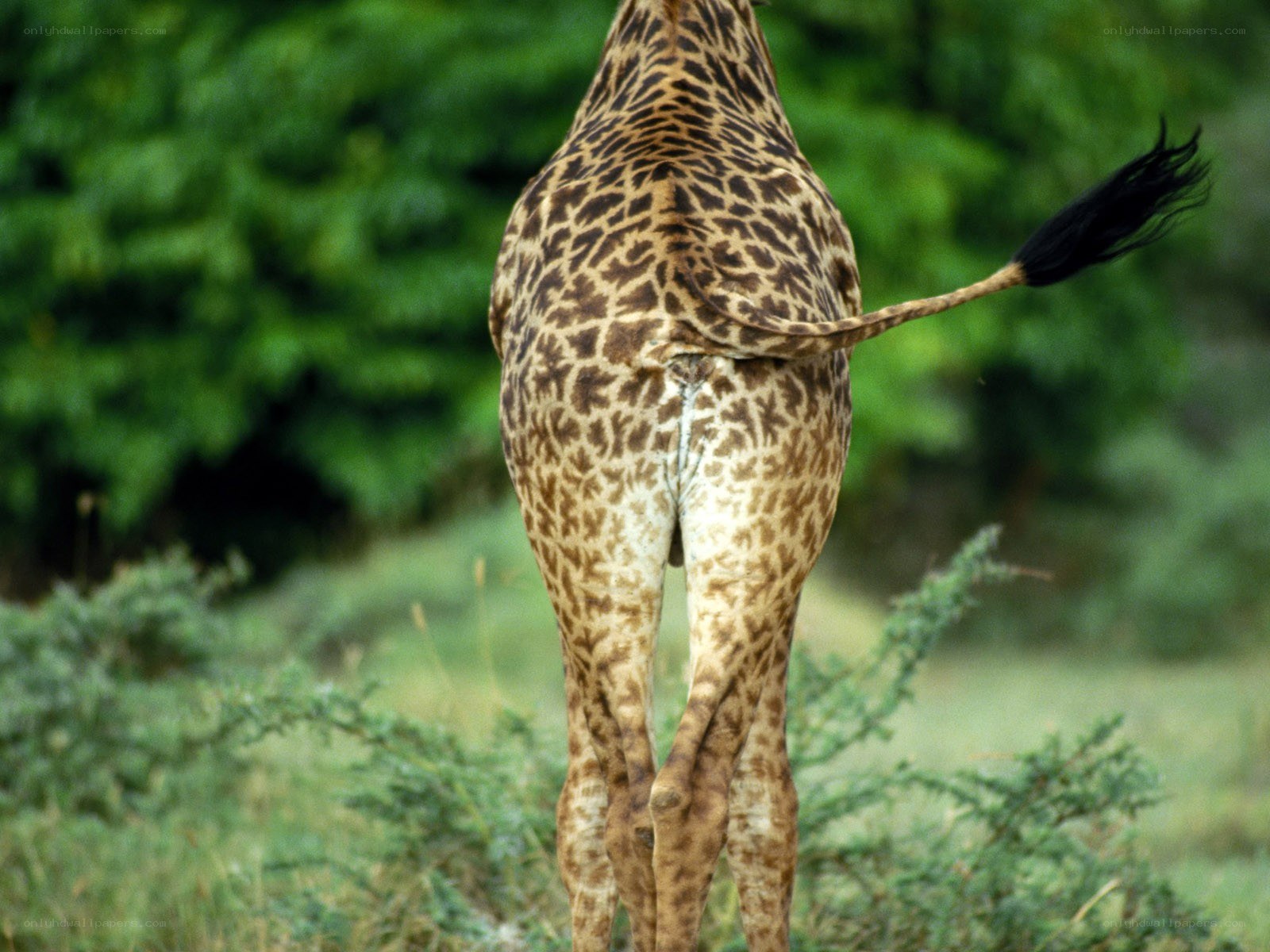 Giraffe rear view in savanna