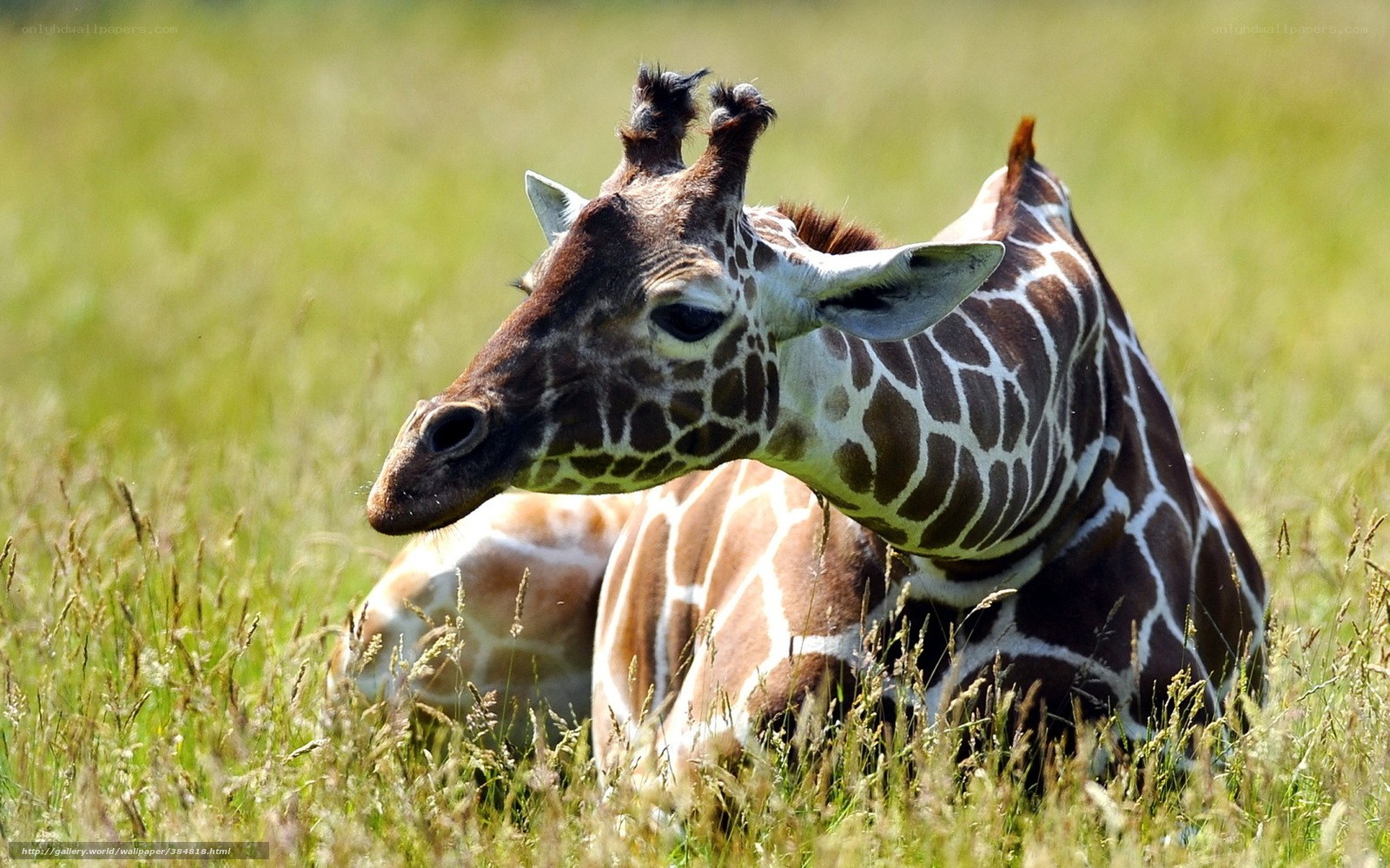 Giraffe resting in grass