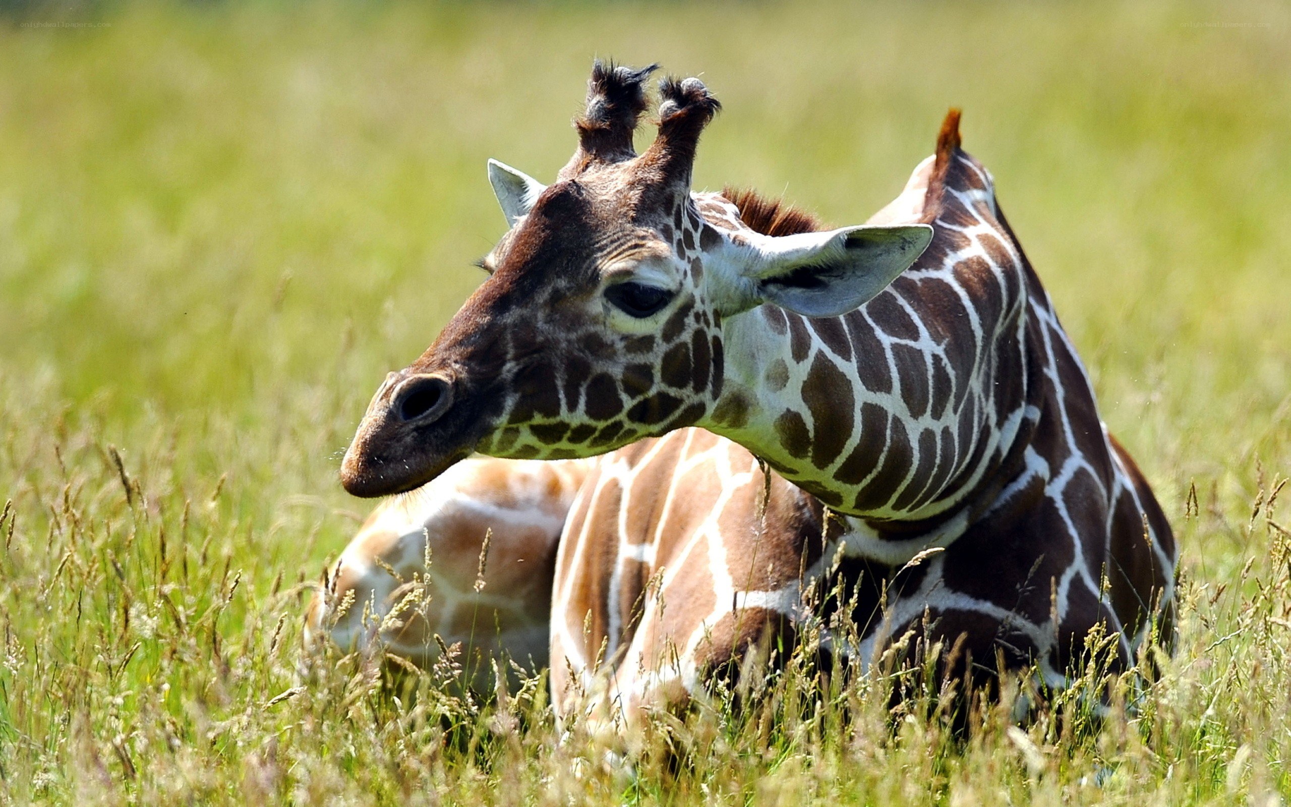 Giraffe resting in grass