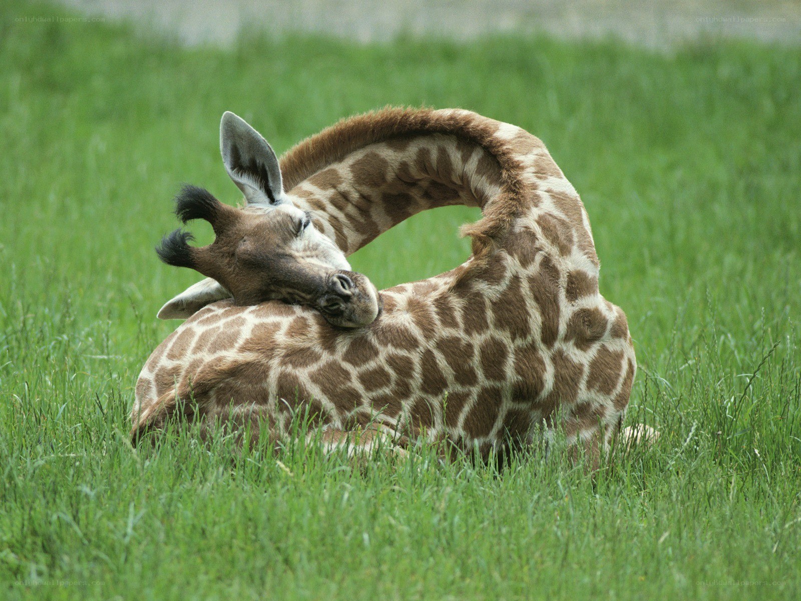 Giraffe resting in grass