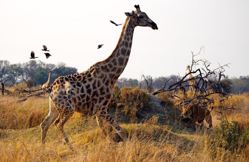 Giraffe Running from Lion
