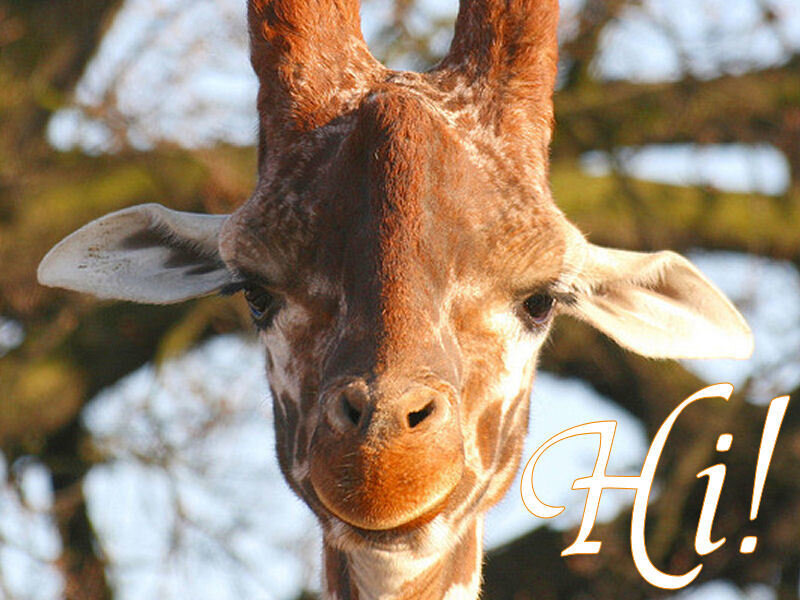 Giraffe says hi