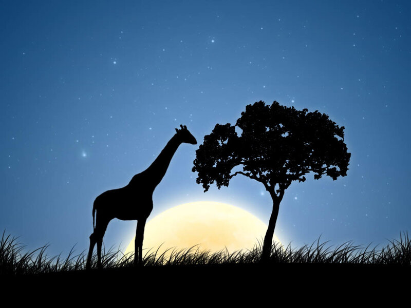 Giraffe Silhouette at Night