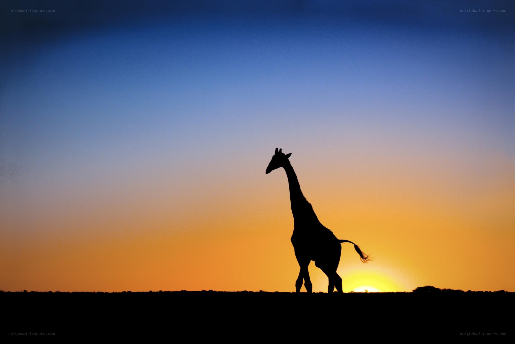 Giraffe silhouette at sunset