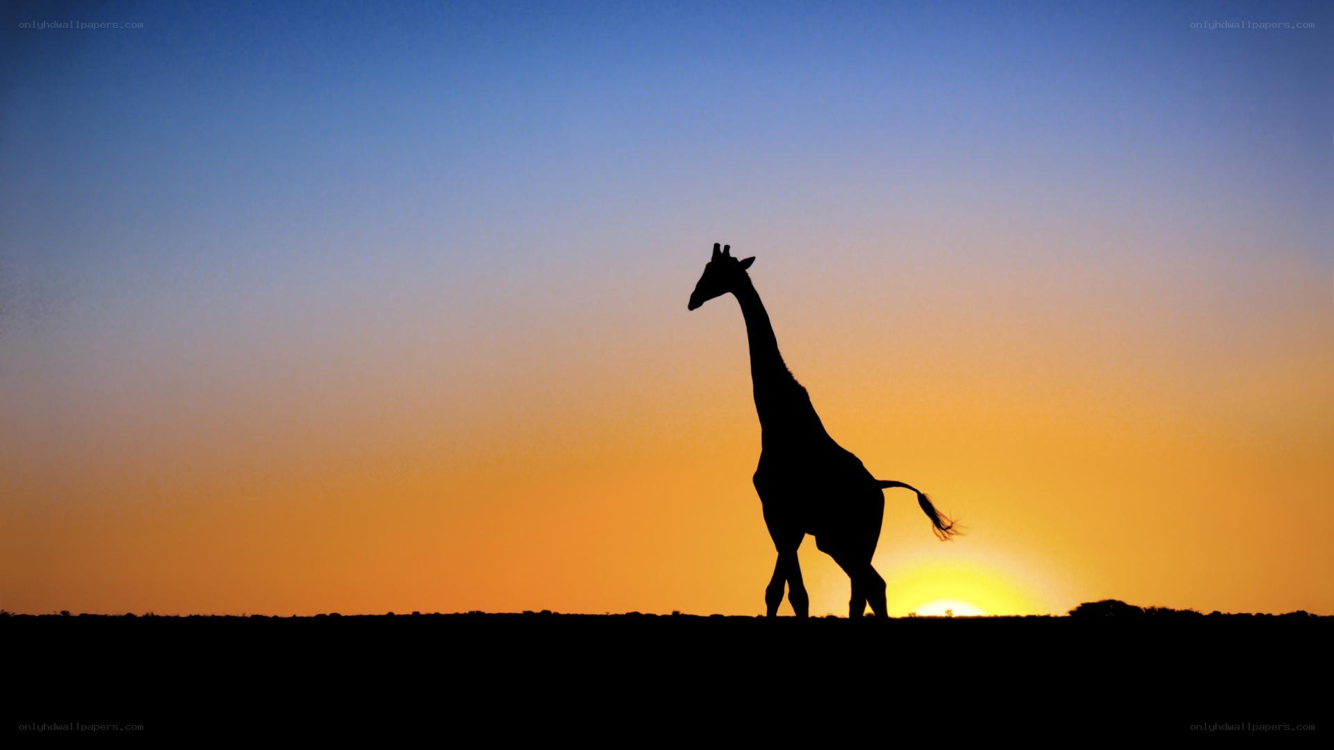 giraffe silhouette at sunset