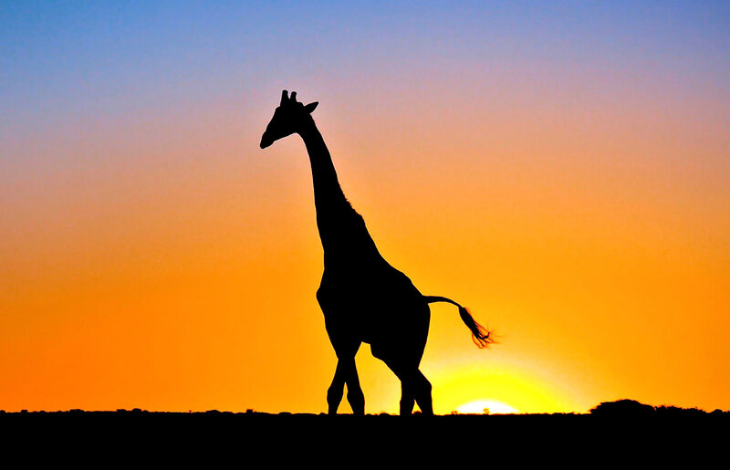 Giraffe Silhouette — Orange, Dramatic, Sunset, Photograph