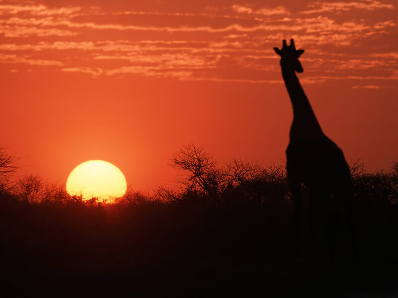 Giraffe Silhouette — Orange, Dramatic, Sunset