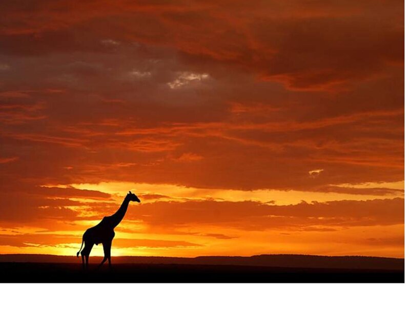 Giraffe Silhouette — Orange