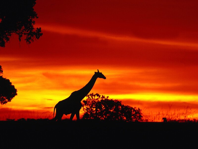 Giraffe Silhouette — Red, Dramatic, Sunset, Photograph