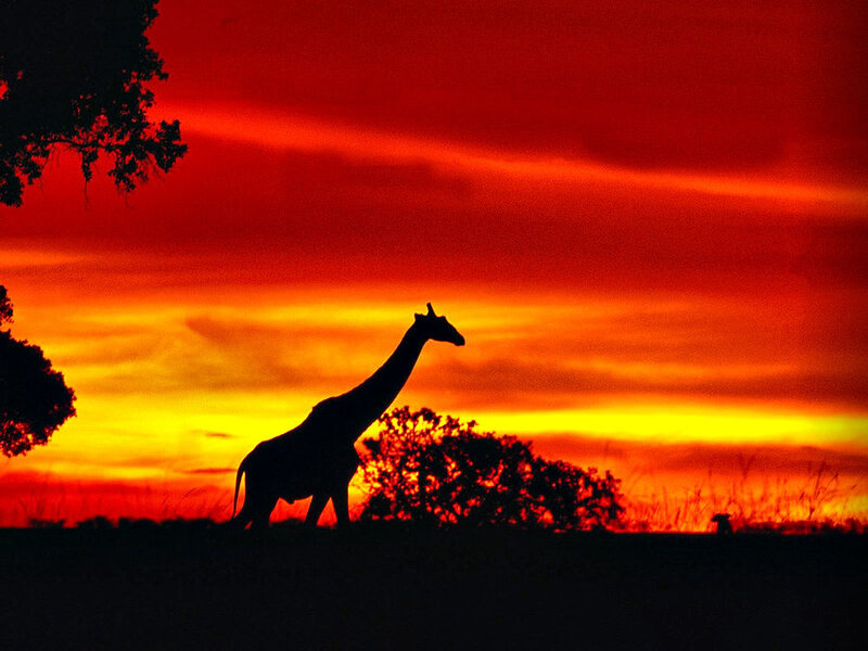 Giraffe Silhouette — Red
